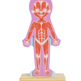 Rompecabezas magnético del cuerpo humano