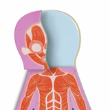 Rompecabezas magnético del cuerpo humano