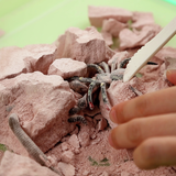 Kidz Labs Excavación de Insectos