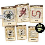Kidzlabs Laboratorio de Excavación de Creepy Crawley